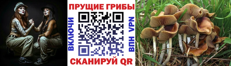купить   Черняховск  Галлюциногенные грибы Magic Shrooms 